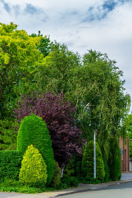 A well-maintained residential garden scene featuring a variety of lush, mature trees and neatly trimmed shrubs along a quiet street. The foreground displays a small, conical evergreen bush with bright
